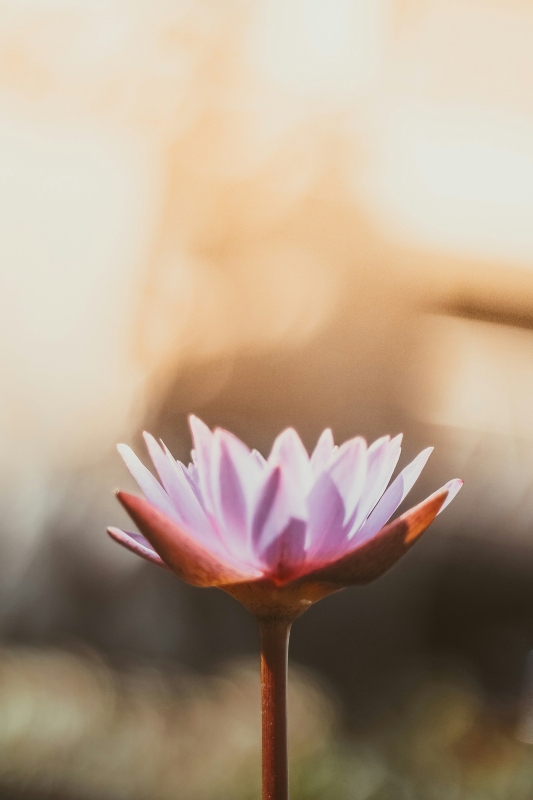 saffu-yoga-cycle-règles stage atelier yoga flux instinctif